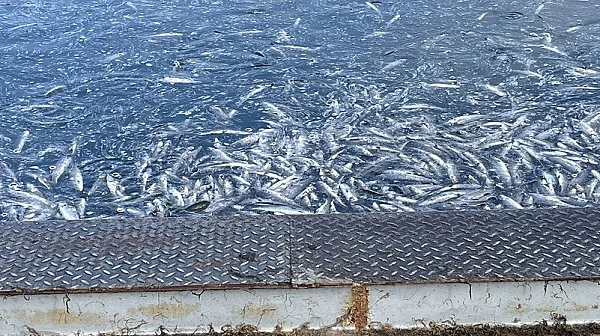 Масова смърт на риба в рибовъдно стопанство край Карлово