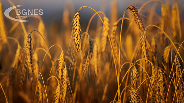 Народното събрание решава дали да отпадне забраната за внос на зърно от Украйна