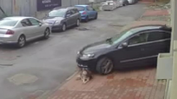 Прокуратурата започва производство за сгазеното куче