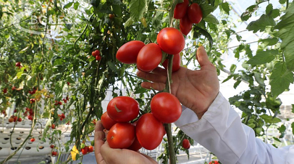 От Южна Америка през Куртово Конаре - пътят на българския сочен домат