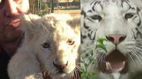 Сърцераздирателно решение: Зоологическата градина в Харков ще умъртви лъвовете и тигрите