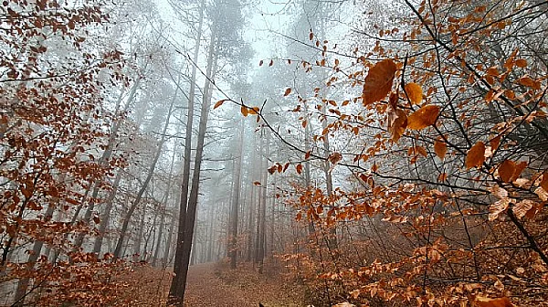 Смениха ръководството и на три държавни горски предприятия