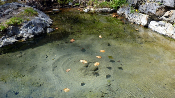 Мъртва риба изплува от река Струма в района на Кресненското дефиле