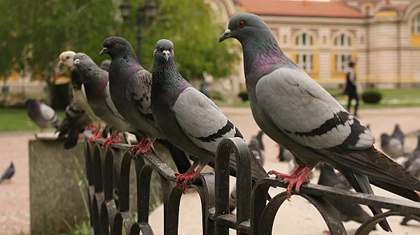 Руска компания превръща гълъби в „био-дронове“