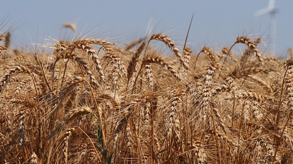Пореден протест на зърнопроизводители срещу безмитния внос на украинско зърно