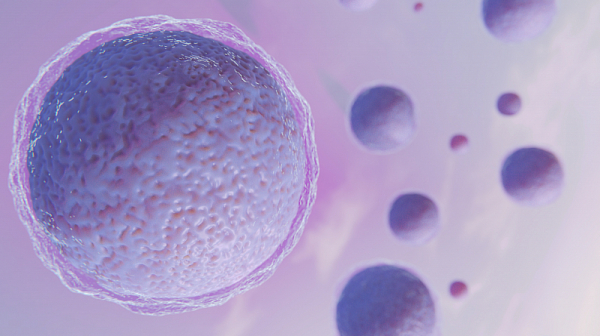 Пробив: Учени създадоха яйцеклетки от клетки на мъжки мишки