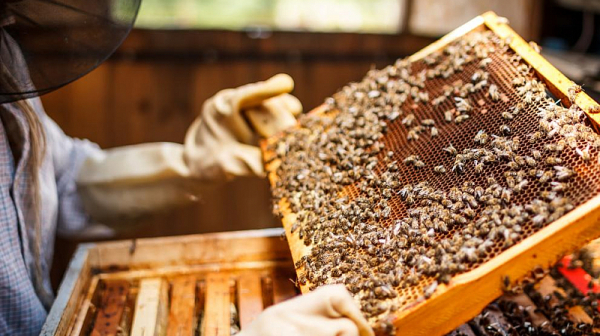 Световен ден на пчелите: Те събират за нас 450 гр мед, прелитайки 150 хил. км