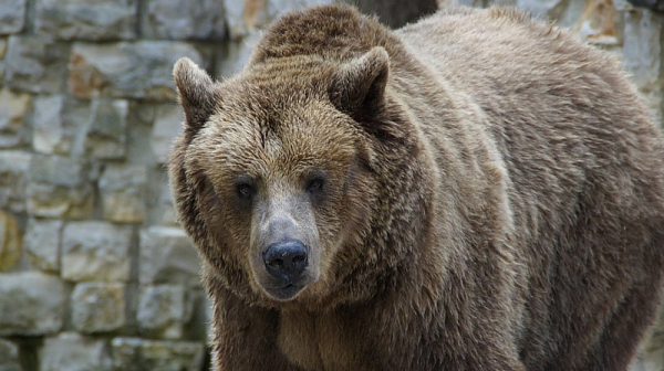Министри подписаха протокол срещу мечки