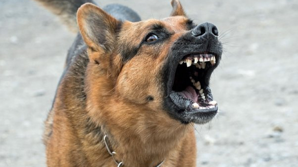 Шокиращо в Долна Оряховица: Глутница кучета разкъса 39-годишна жена