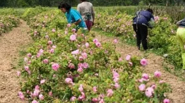 Розопроизводители започват кампанията на загуба, площите намаляват