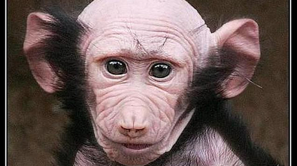 Световна сензация: Бебе бабуин е, не е това, което си мислите...