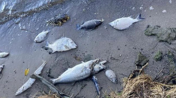 РИОСВ прави извънредни проверки на река Марица заради изплувала мъртва риба
