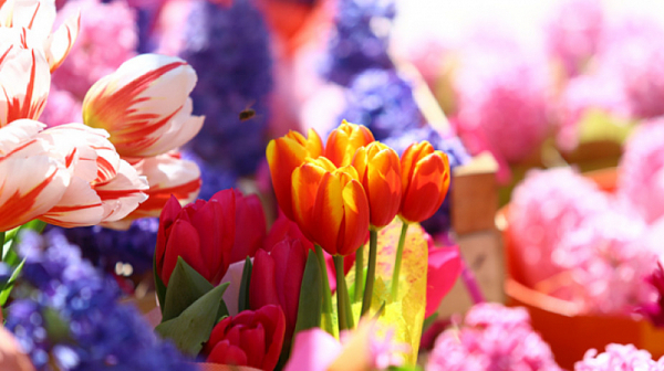 Местят търговците на едро на цветя от пазара “Димитър Петков”