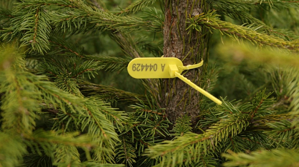 Не подценявайте истинската елха: Екологични ползи и въглероден отпечатък