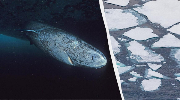 Учени откриха най-старото животно на Земята, живяло с римските императори