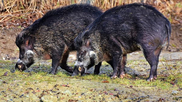 Отстреляни са 1 000 диви прасета, горските търсят укрити случаи на болни диви животни