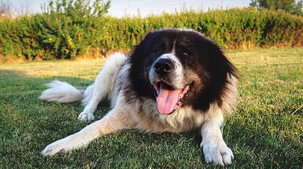 Кучетата само на каишка – иначе глоба