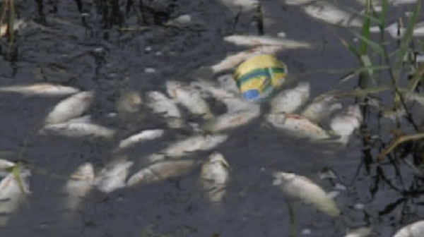 Полиетиленови отпадъци отровили рибата в Марица