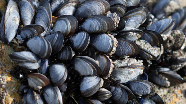 Зимен деликатес от морето – черноморските миди