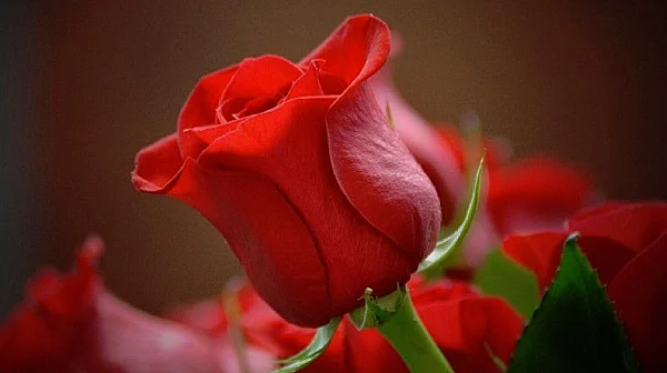 Честит празник на нашите любими, майки, сестри, баби и колежки!