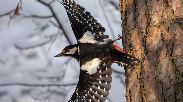 Мразовита сряда, мокър сняг в части от България