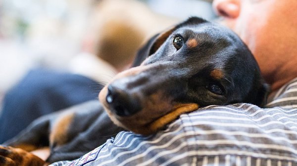 Когато небето светне, животните треперят: Призив за по-тихи празници