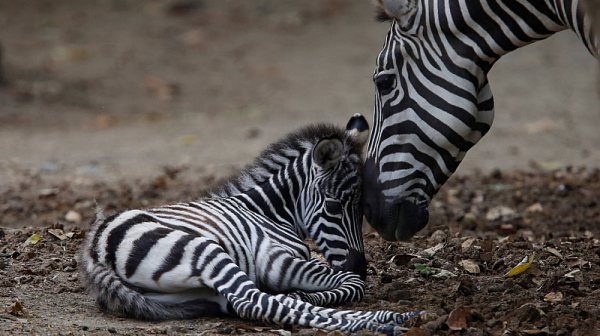 За първи път от 30 години: Зебра се роди в Зоологическата градина в София