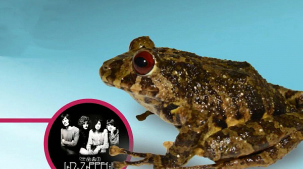 Жаба бе кръстена на Led Zeppelin; бръмбар в Словения се подвизава като Хитлер