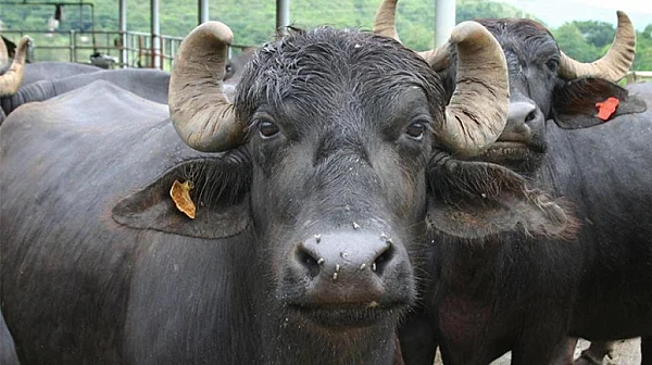 24 човека са под медицинско наблюдение заради случая с антракс във ферма за биволи