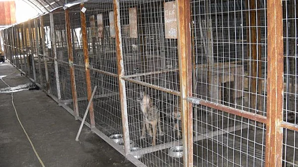 Куриоз в Благоевград: Мъж нахлу в приют за животни и открадна собственото си куче