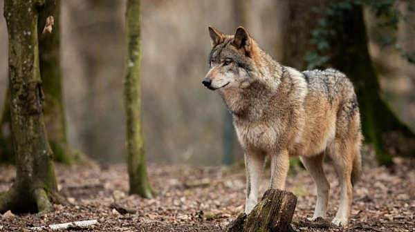 Вълци нападат стада в Треклянско, ловците започнаха да ги гърмят