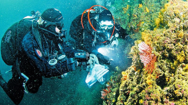 Коралова криза в Средиземно море