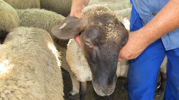 БАБХ регистрира огнище на шарка по овце в Бургаско