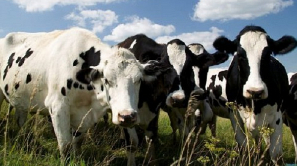 Заемите на животновъдите се отсрочват с една година