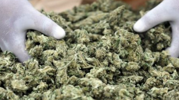 Постижение! Полицията в Горна Оряховица откри марихуана за 6 млн. лв.
