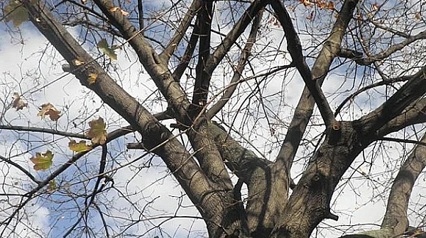 Облачна сряда, температури 7° - 9°