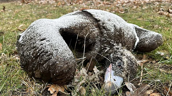 Екокатастрофа – тровят застрашени лешояди в района на Котел