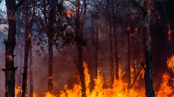 Извънредно положение в много области на Русия заради горски пожари