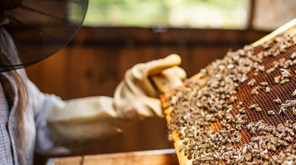 Пчеларите ще получават кредити при 3% лихва