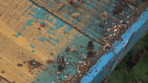 Масова смърт на пчели в Бургаско