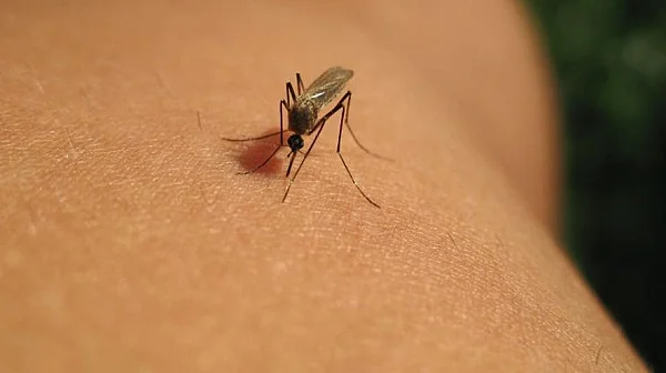 Втори случай на треска чикунгуня в Пловдив след пътуване