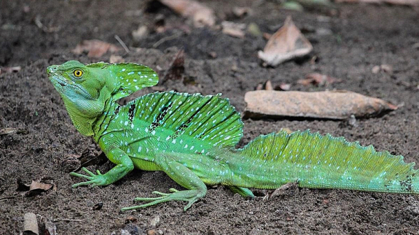 Гущер ходи по вода като Исус