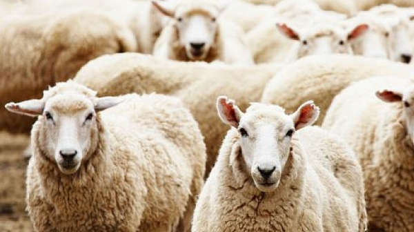 Шефът на БАБХ: Няма риск от заболяване „луда овца“ у нас