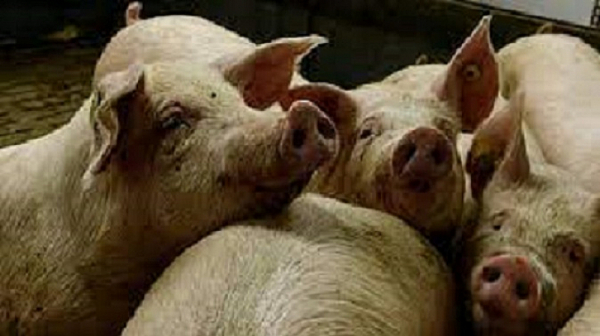Отпаднаха ограниченията за България във връзка с чумата по свинете