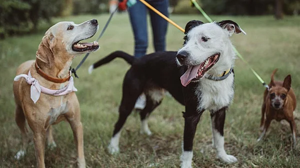 Нови правила за собствениците на кучета и котки в Евросъюза