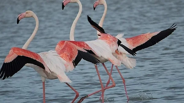 Розовите фламинго страдат от руските "Шахед" във войната, не се размножават