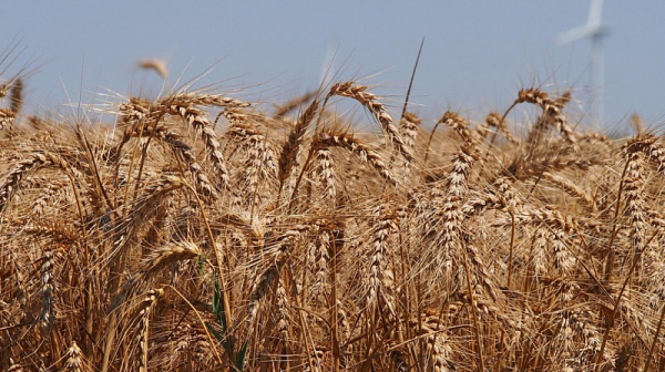 Полша и Унгария забраняват вноса на украинско зърно