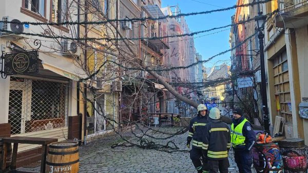 Вятър до 100 км/ч парализира Пловдив: Паднали дървета и щети по автомобили