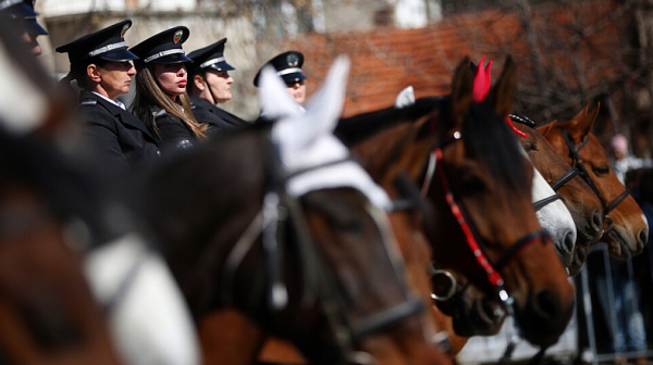 СДВР продава пенсионирани коне на търг, в Европа за тях се търсят спокойни старини