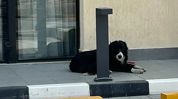 Стотици изоставени животни от инфлуенсърите в Дубай